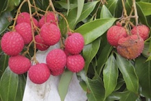 Bagged and unbagged lychee panicles